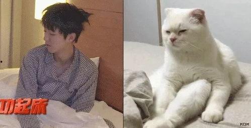 吃瓜娱乐的喵哥是谁啊图片,吃瓜娱乐界的神秘喵星人  第2张